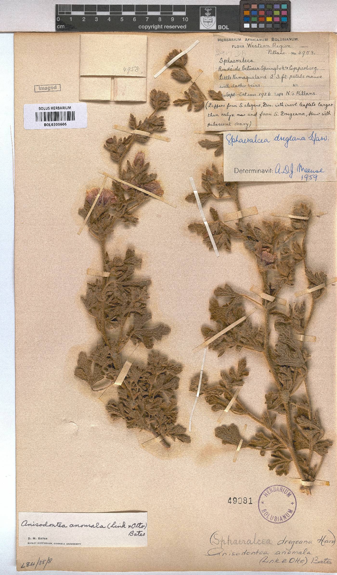 Anisodontea anomala image