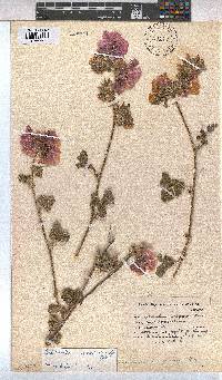Anisodontea anomala image
