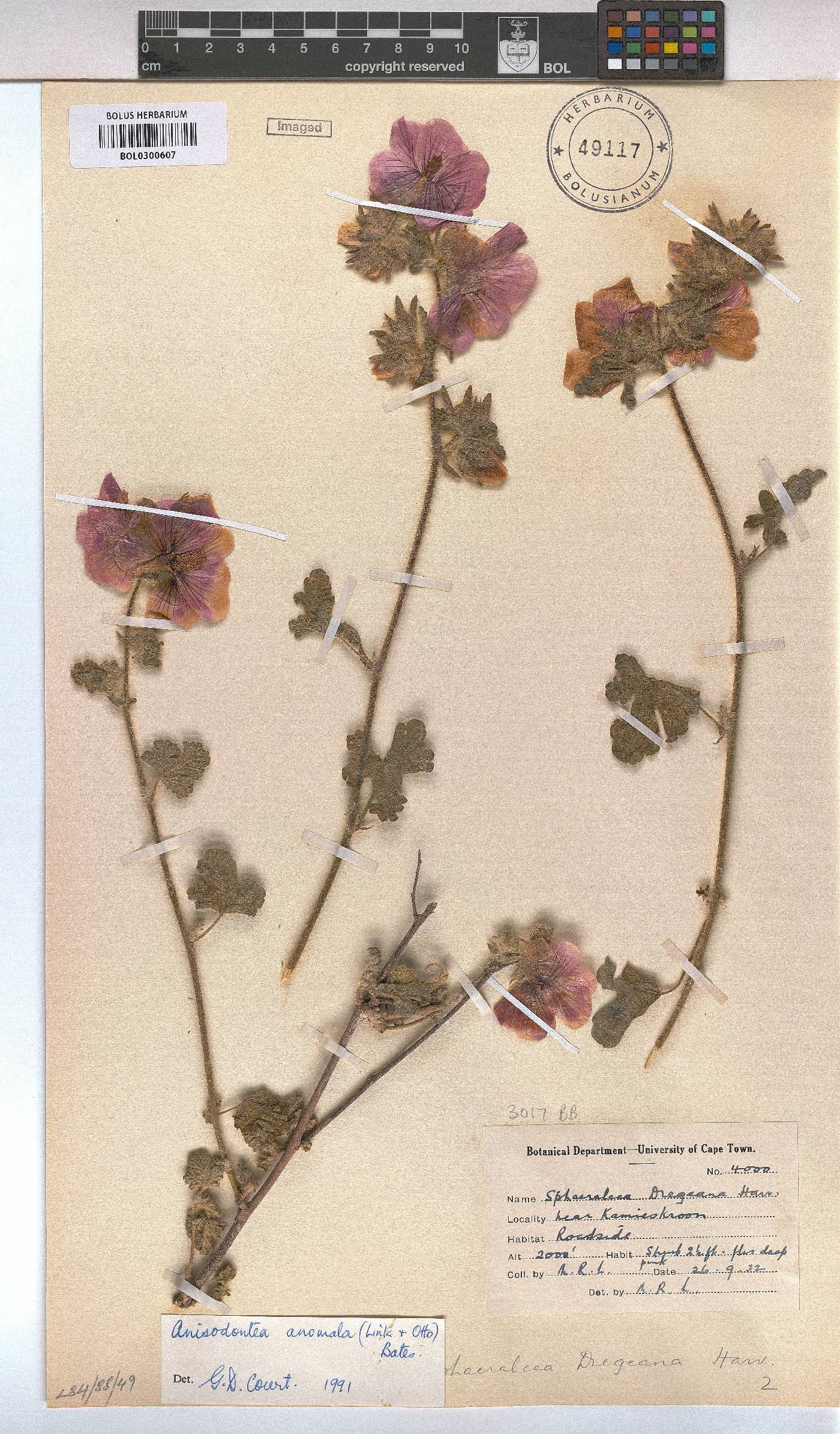 Anisodontea anomala image