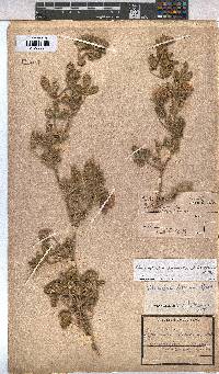 Anisodontea anomala image