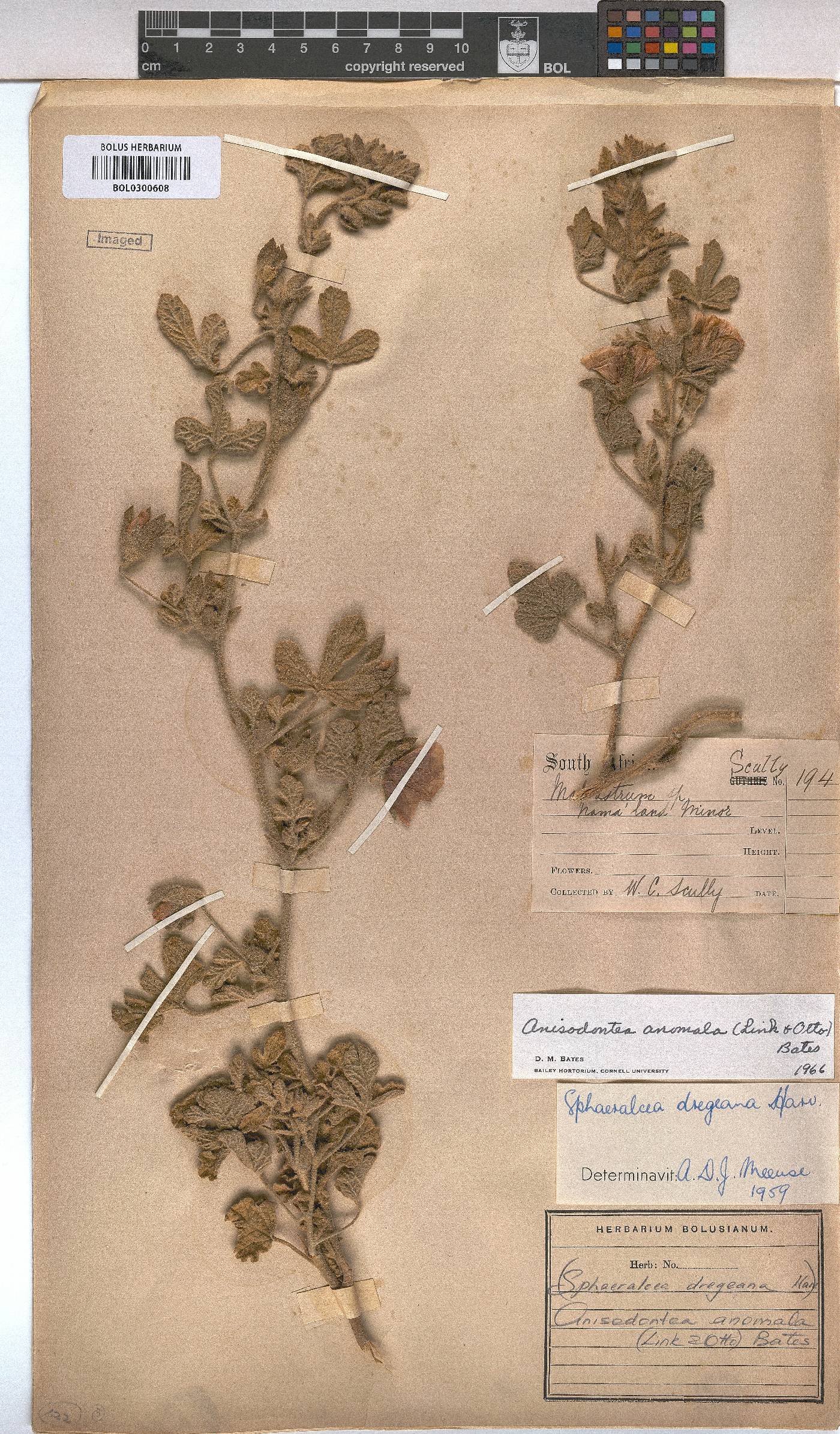 Anisodontea anomala image