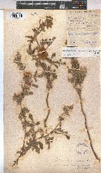 Anisodontea anomala image