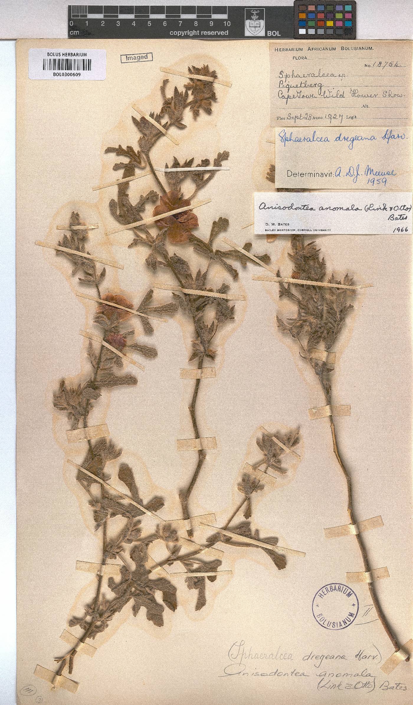 Anisodontea anomala image
