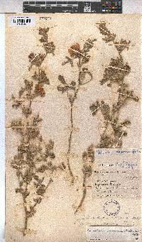 Anisodontea anomala image