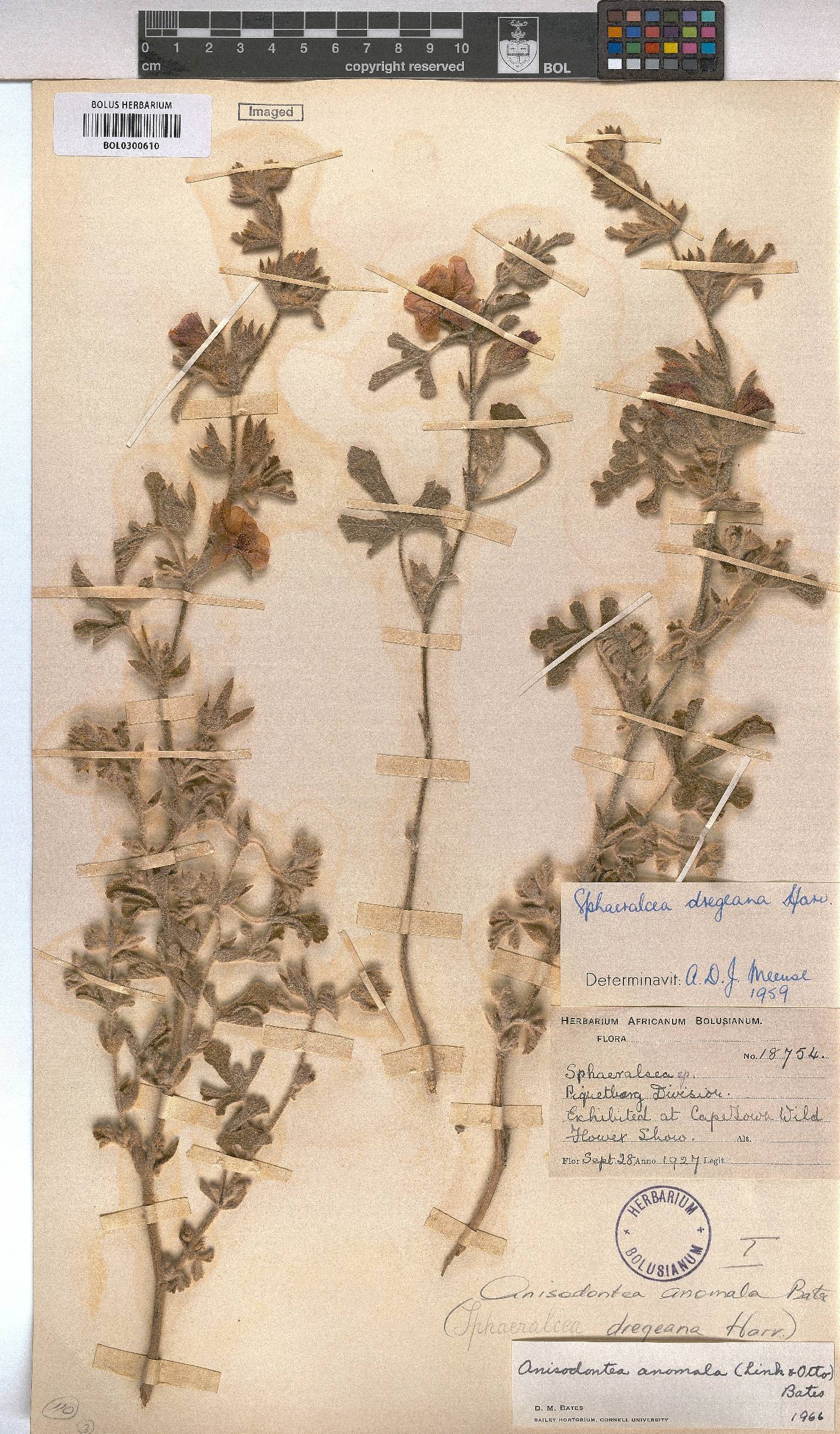 Anisodontea anomala image