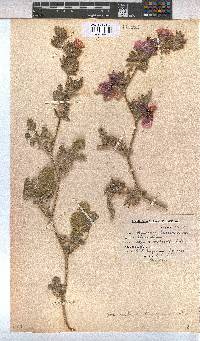 Anisodontea anomala image