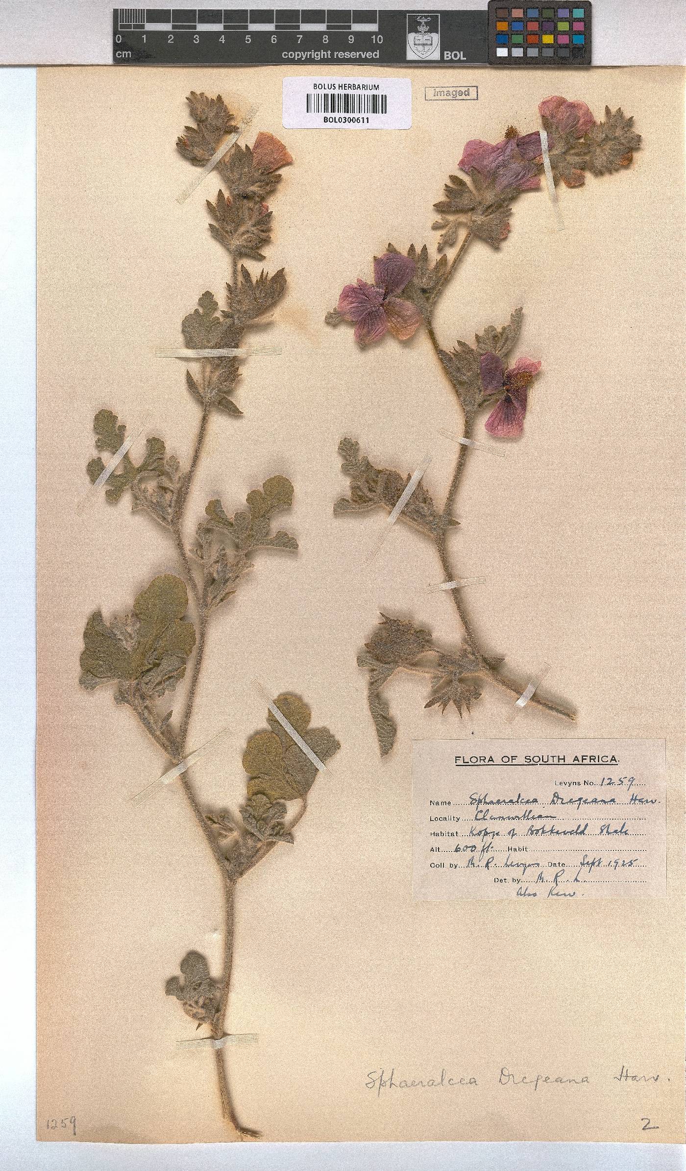 Anisodontea anomala image