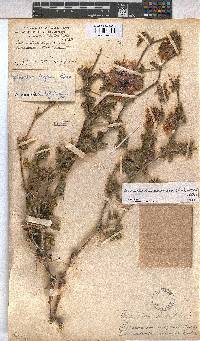 Anisodontea anomala image