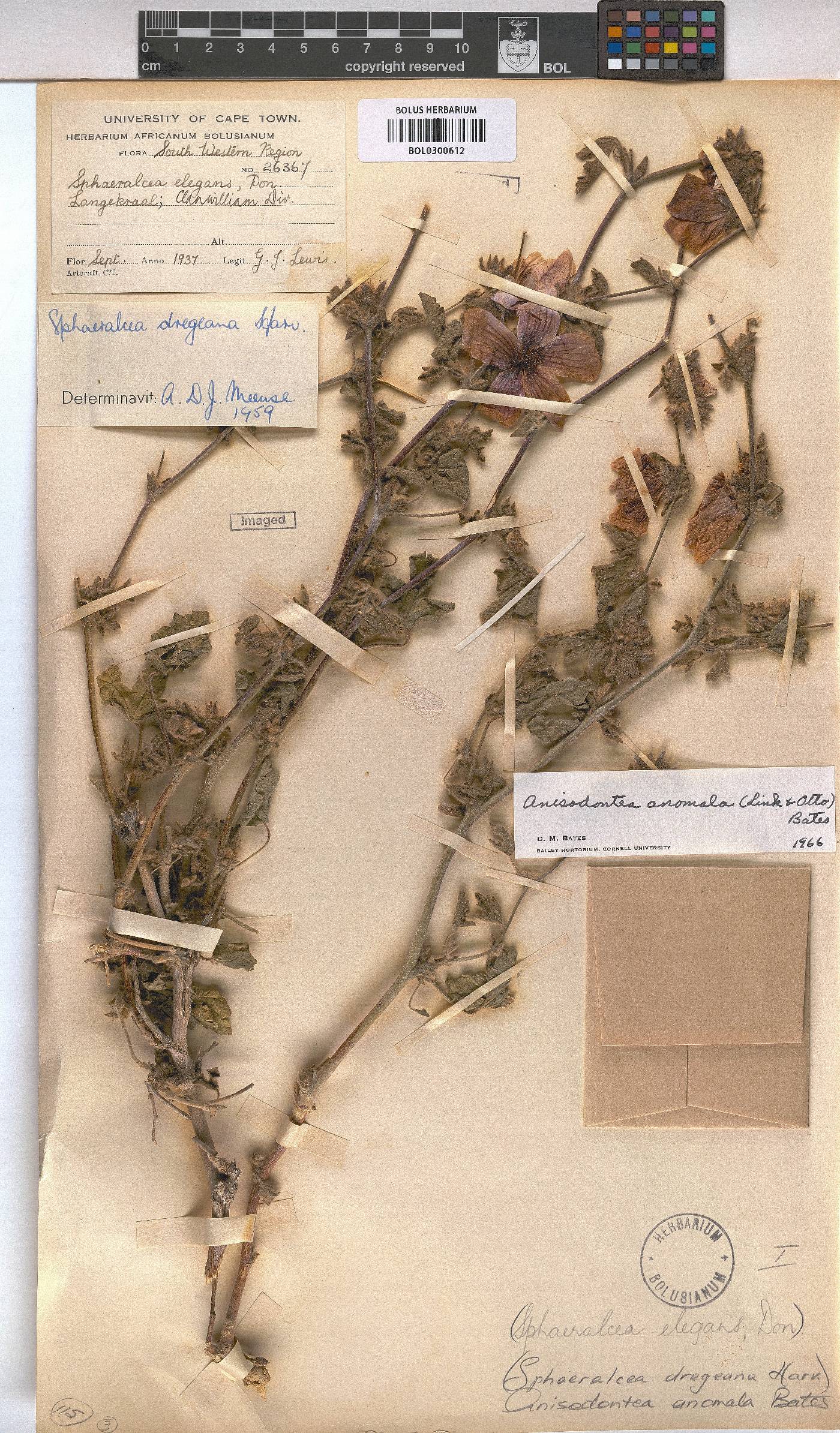 Anisodontea anomala image