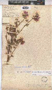 Anisodontea anomala image
