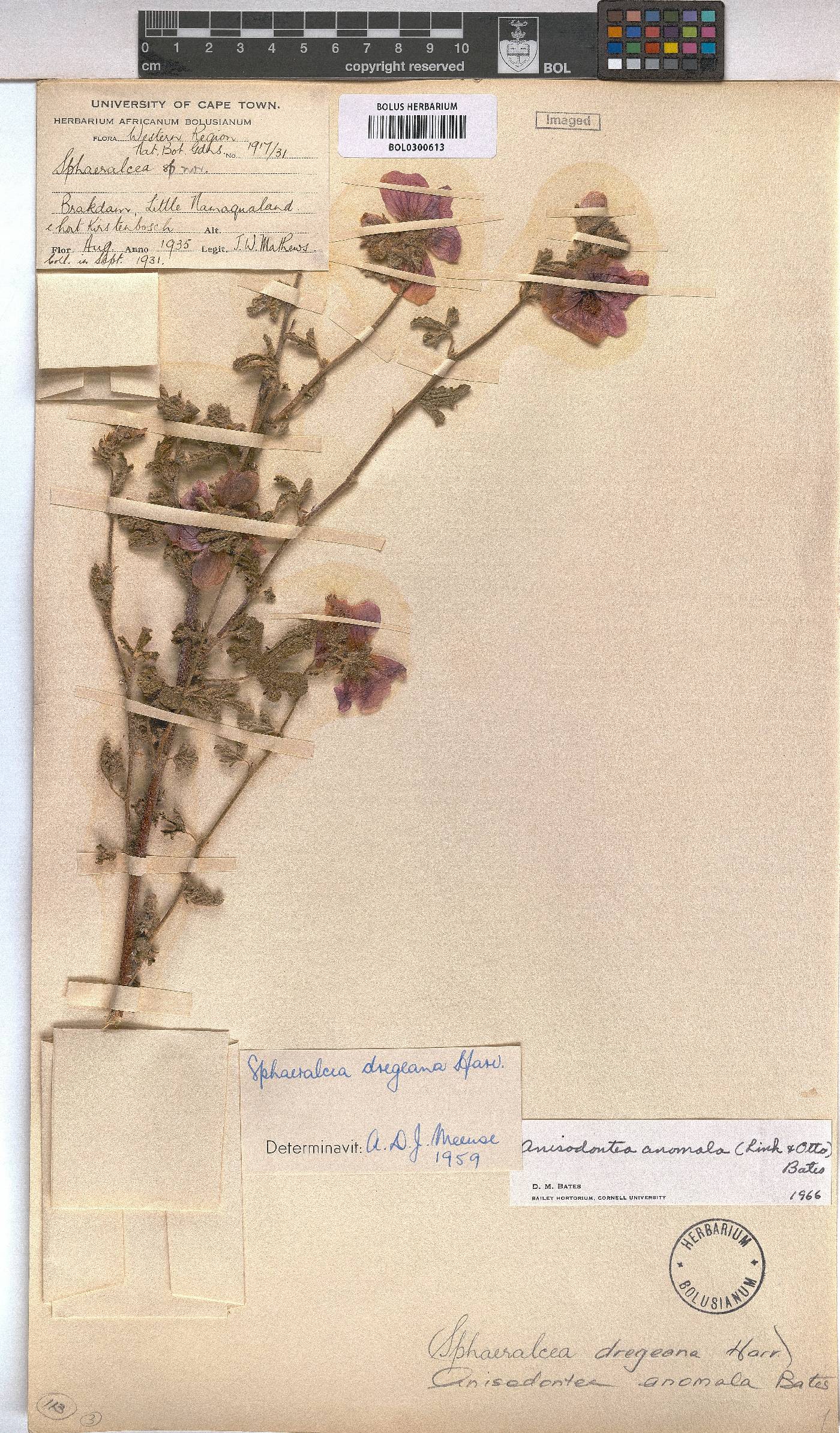 Anisodontea anomala image