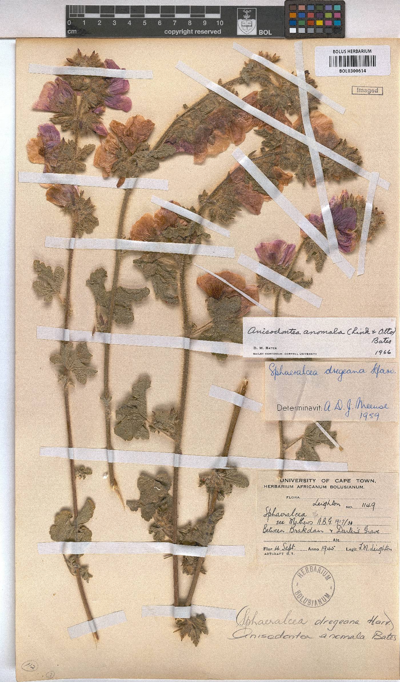 Anisodontea anomala image