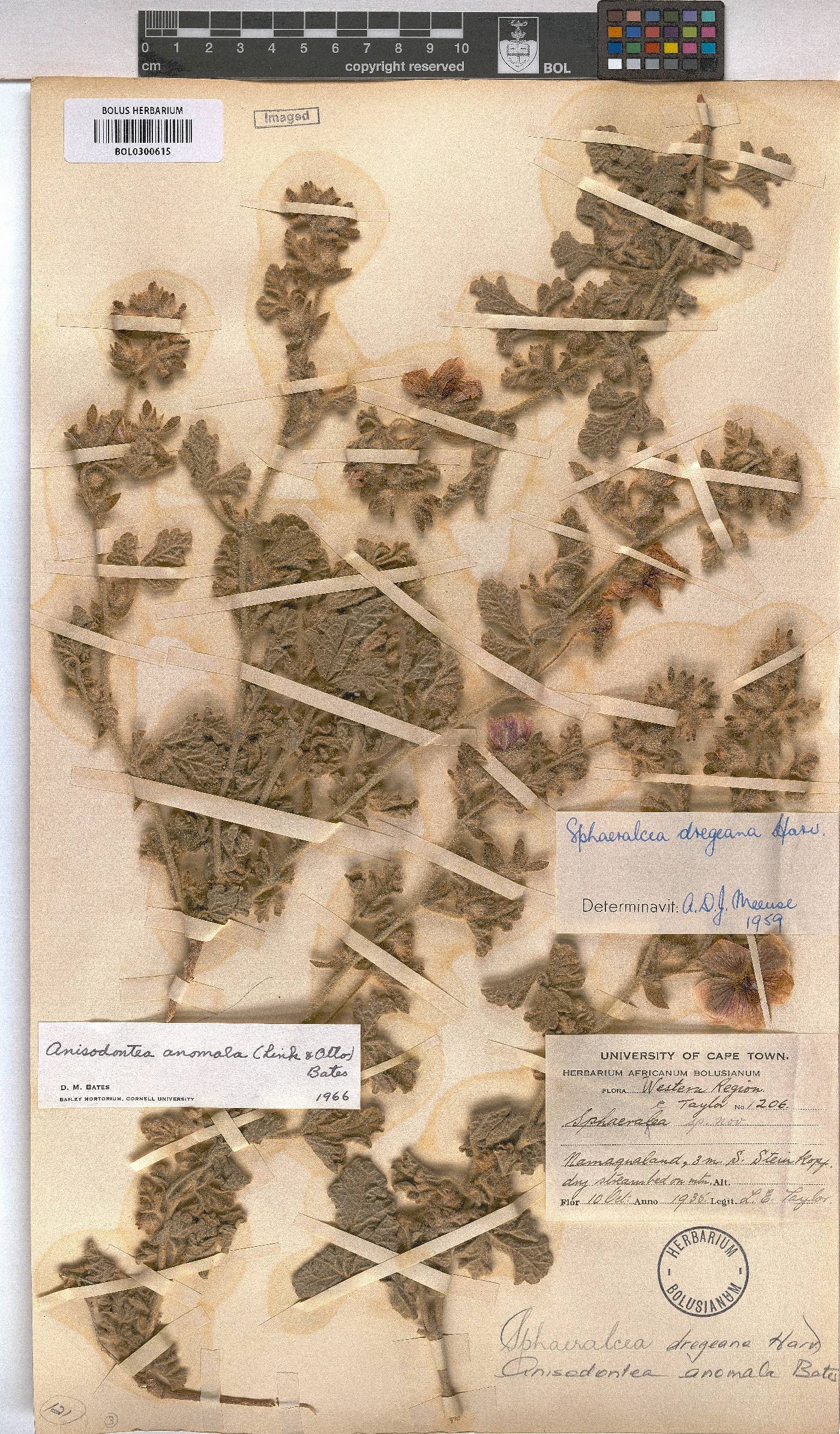 Anisodontea anomala image