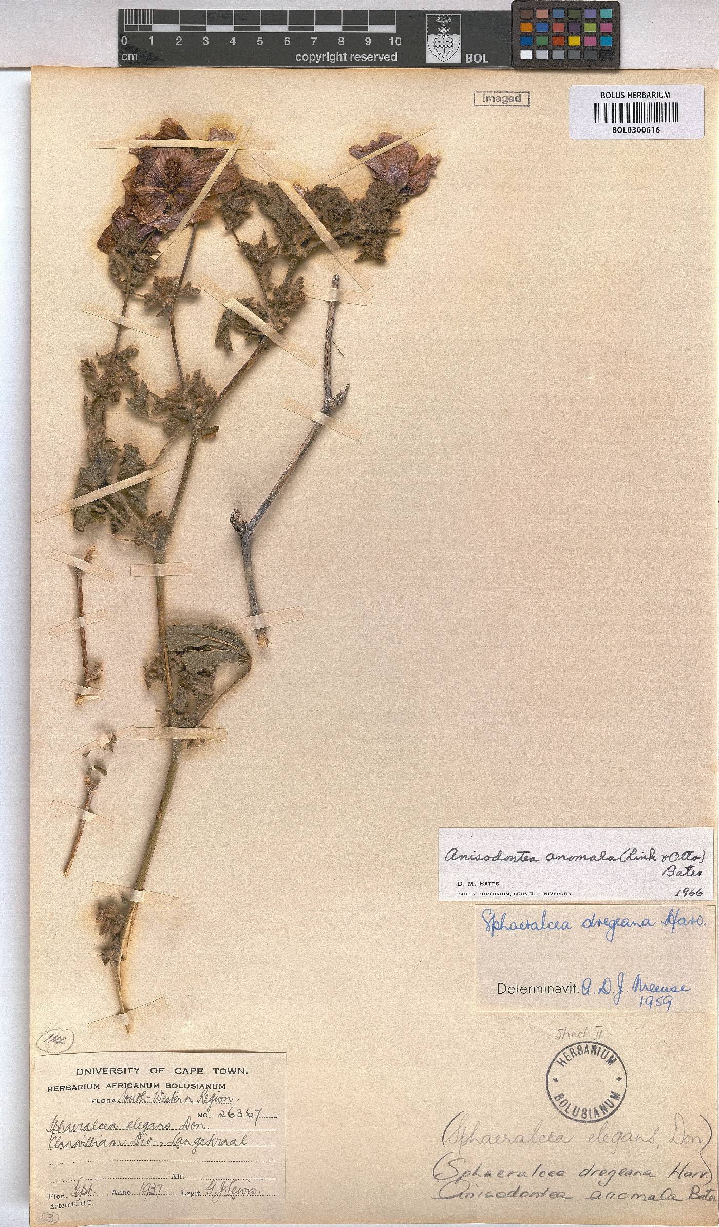 Anisodontea image