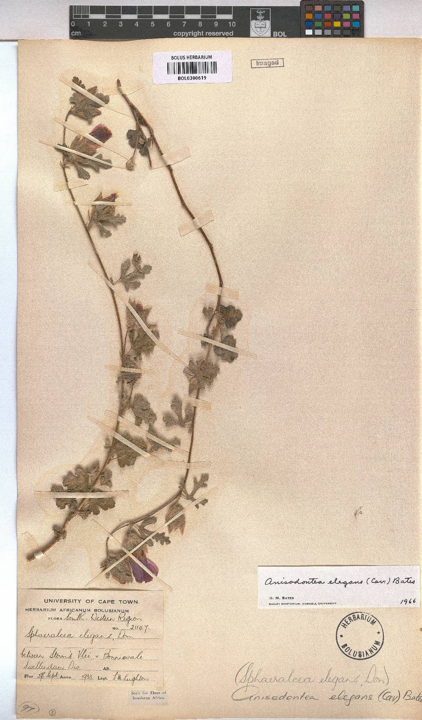 Anisodontea elegans image
