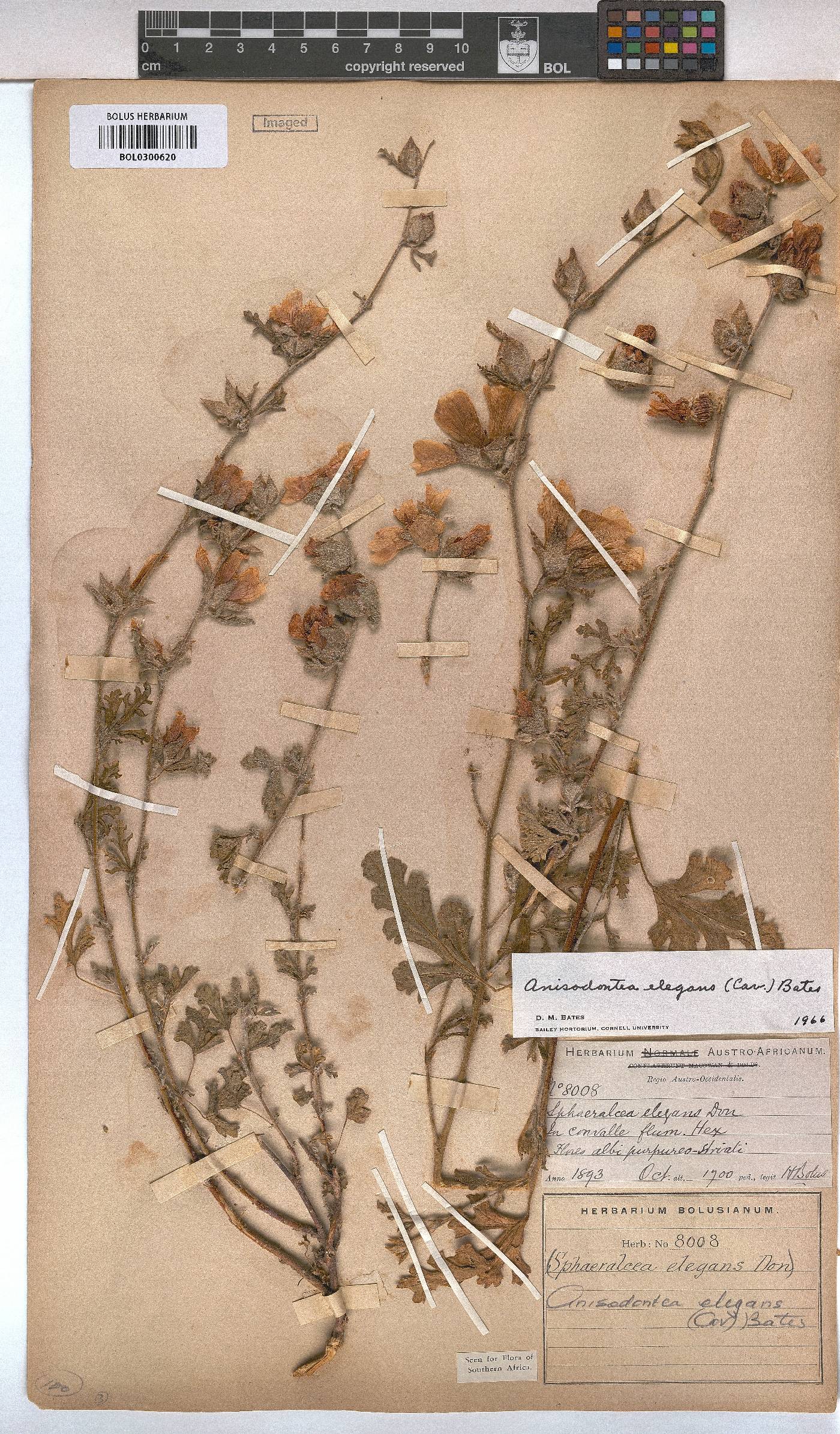 Anisodontea elegans image
