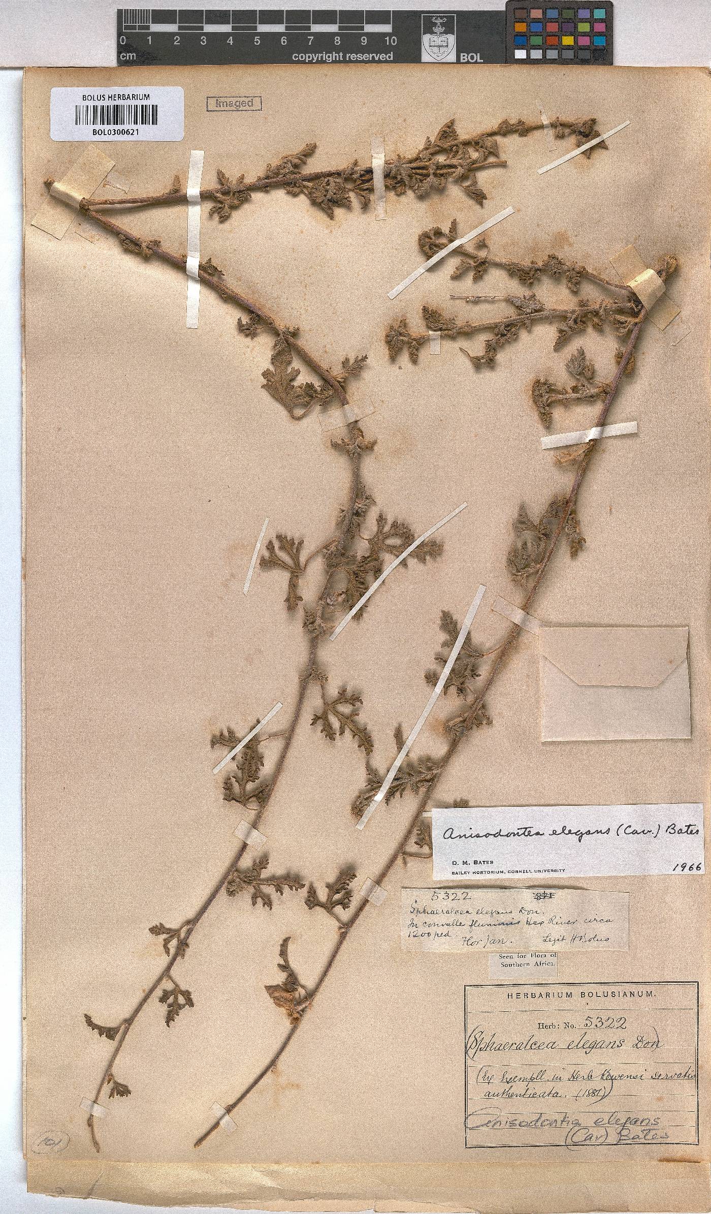 Anisodontea elegans image