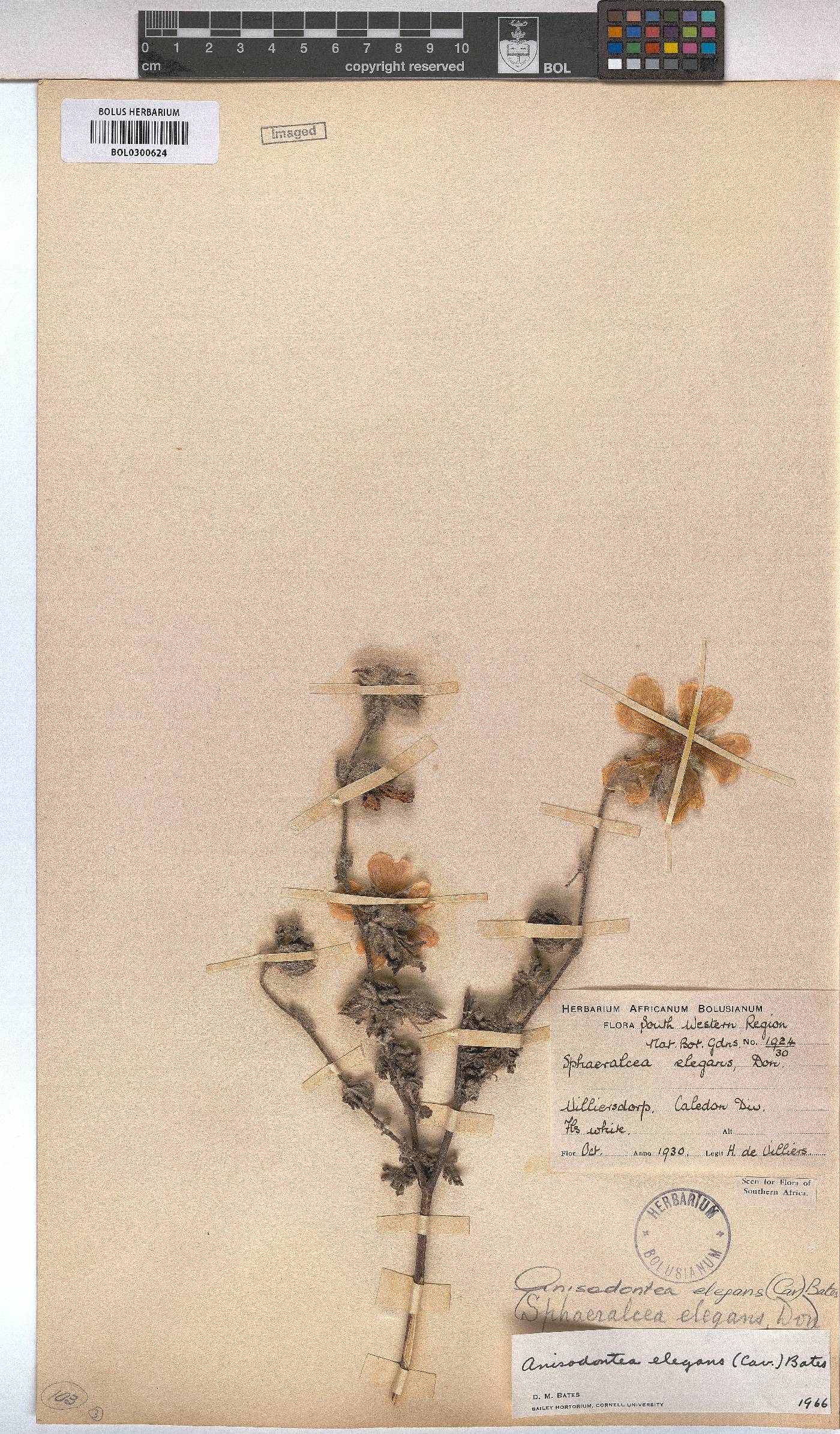 Anisodontea elegans image