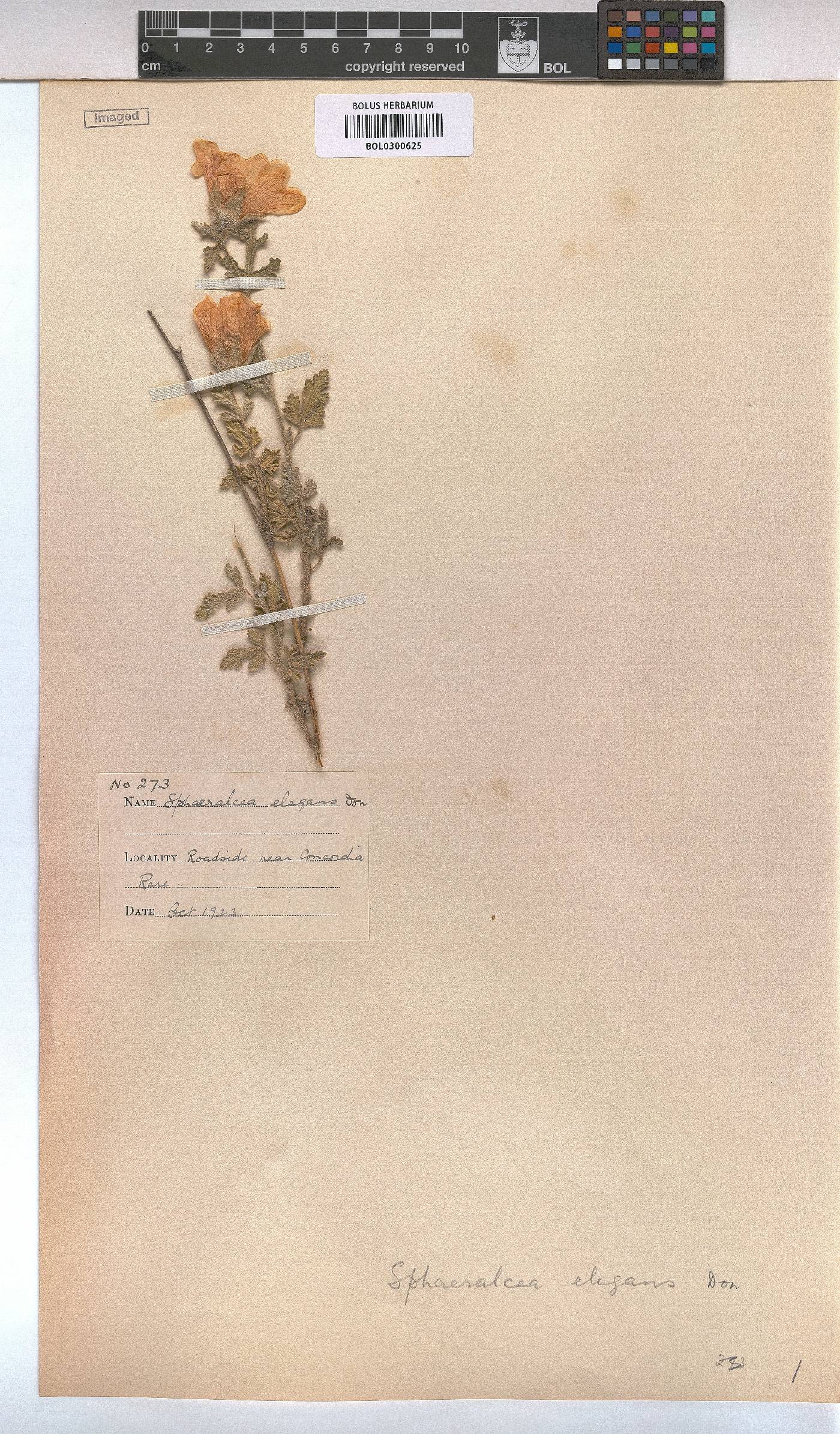 Anisodontea elegans image