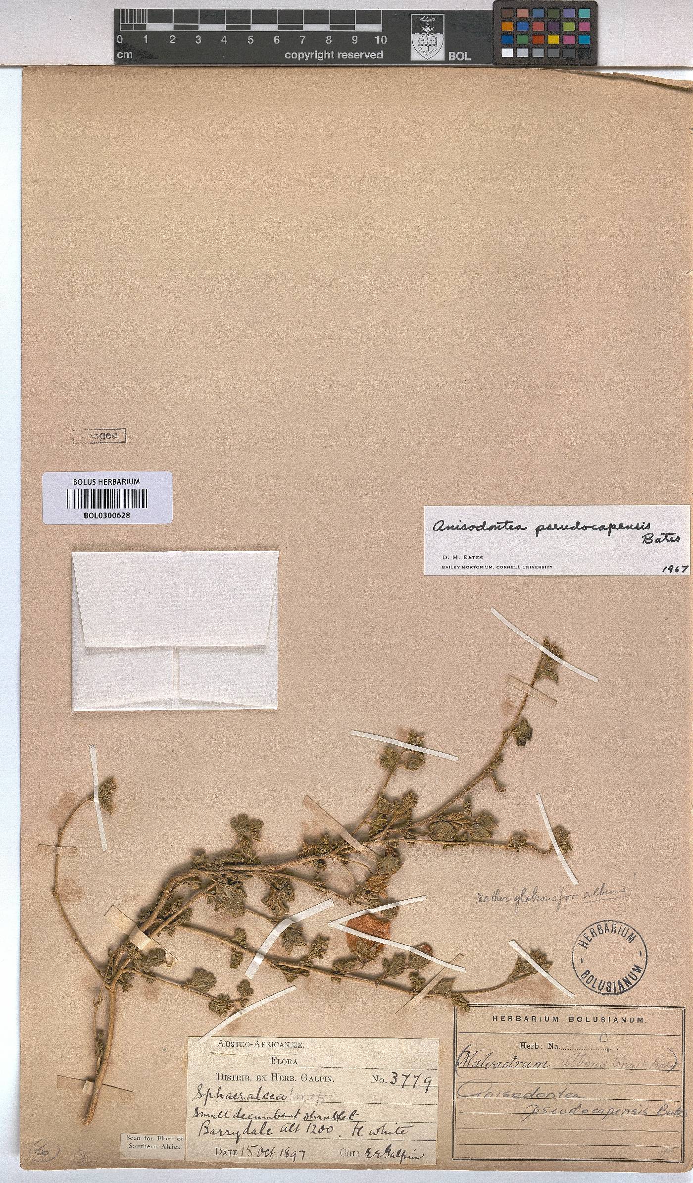 Anisodontea pseudocapensis image