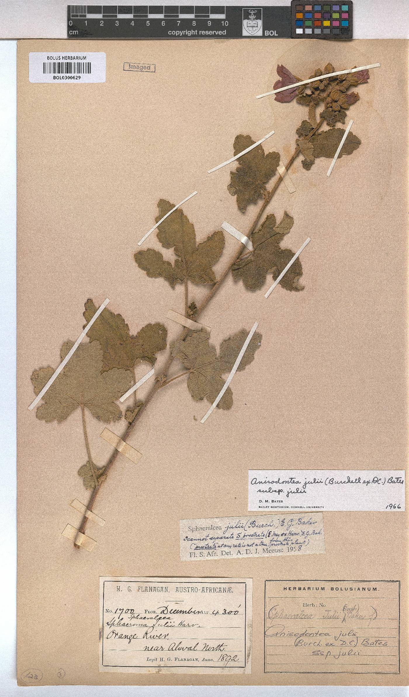 Anisodontea julii subsp. julii image
