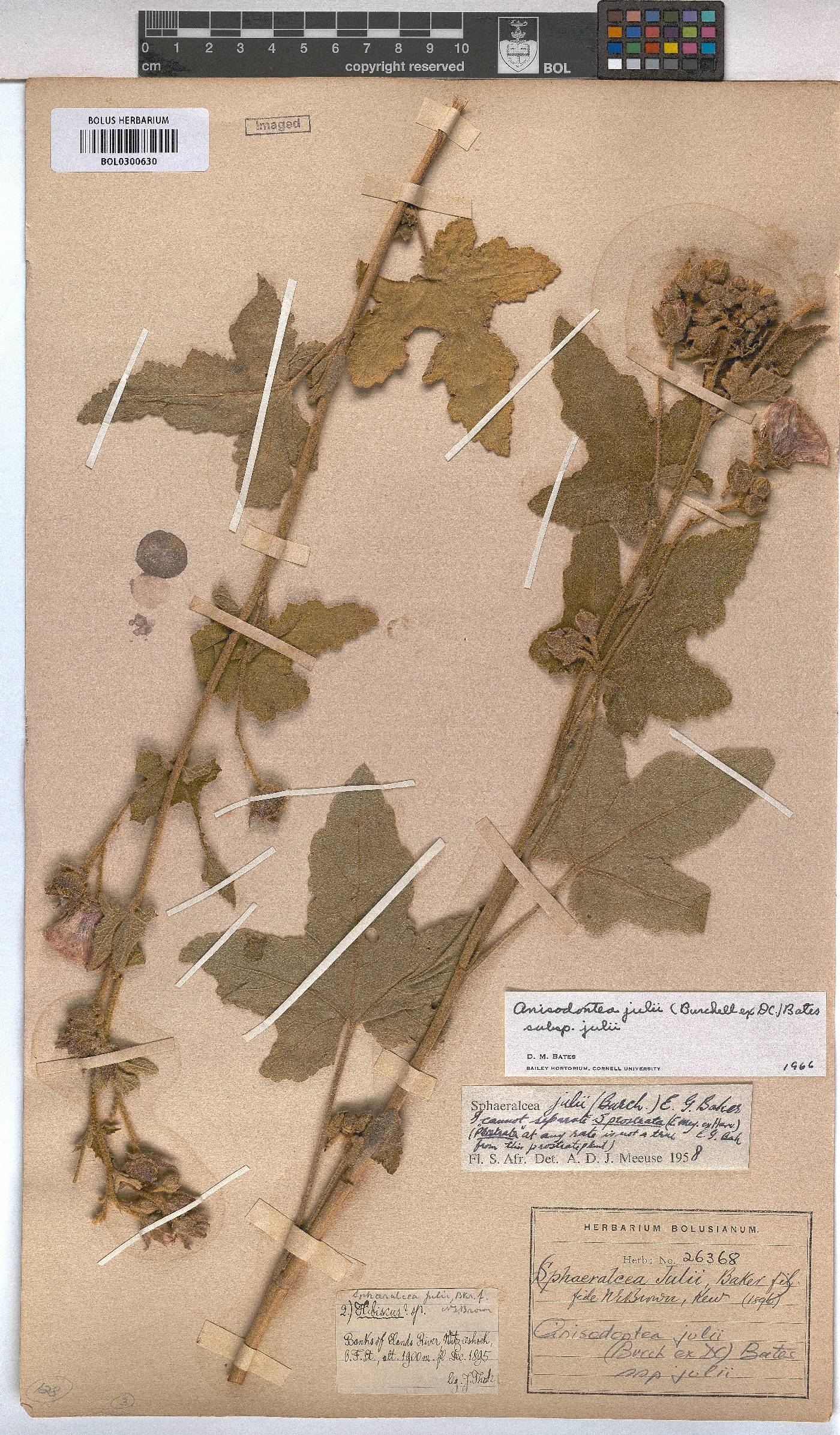 Anisodontea julii subsp. julii image