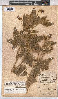 Anisodontea julii subsp. julii image
