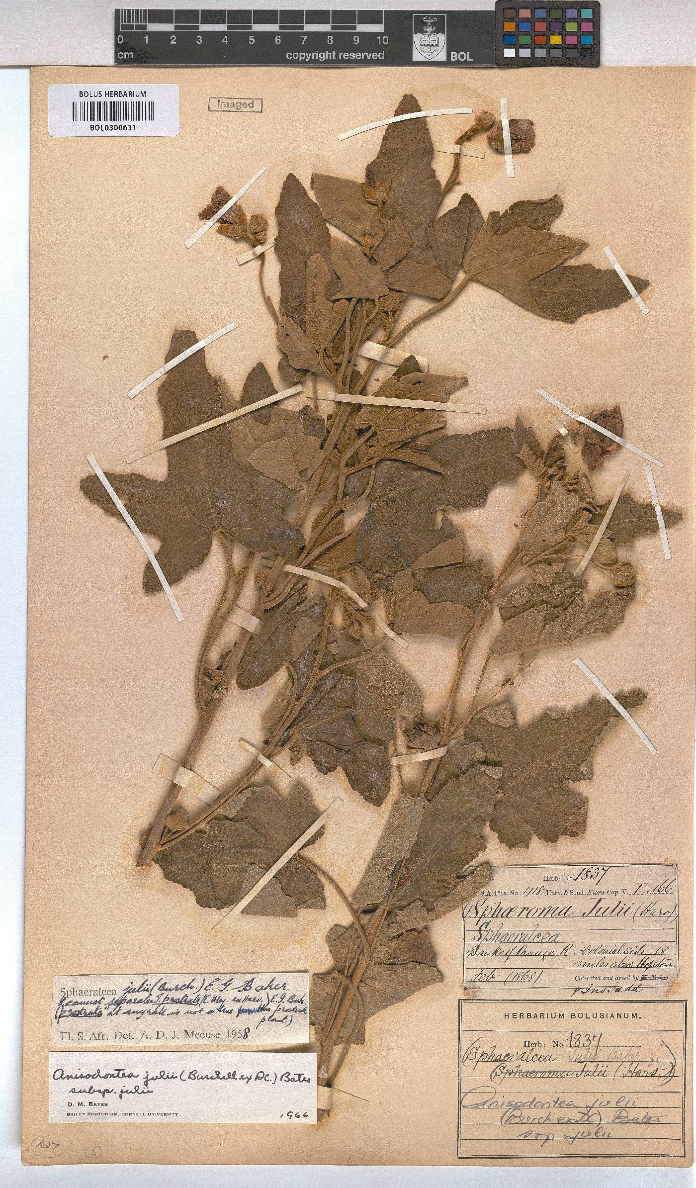Anisodontea julii subsp. julii image