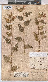 Anisodontea julii subsp. prostrata image