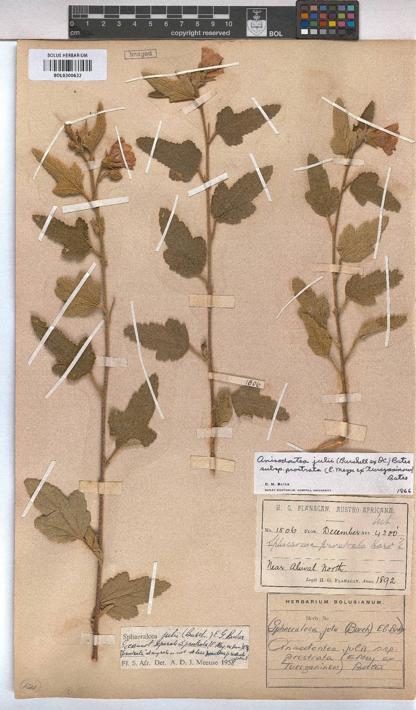 Anisodontea julii subsp. prostrata image