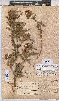 Anisodontea julii subsp. prostrata image