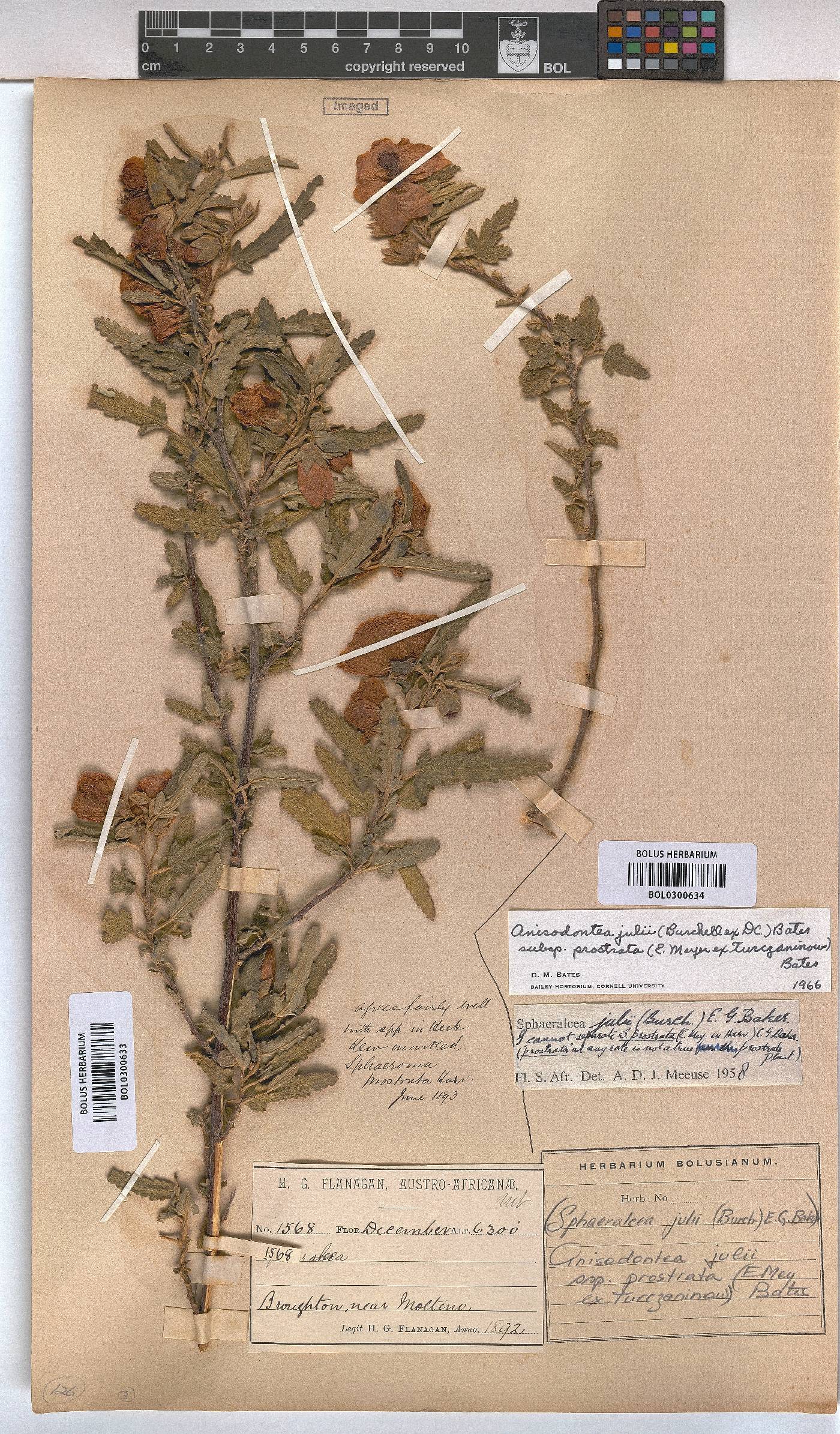 Anisodontea julii subsp. prostrata image