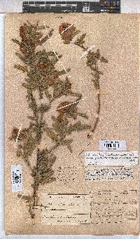 Anisodontea julii subsp. prostrata image