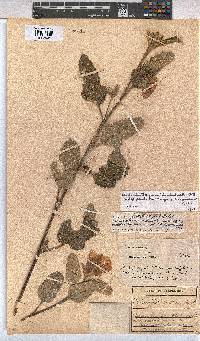 Anisodontea julii subsp. prostrata image