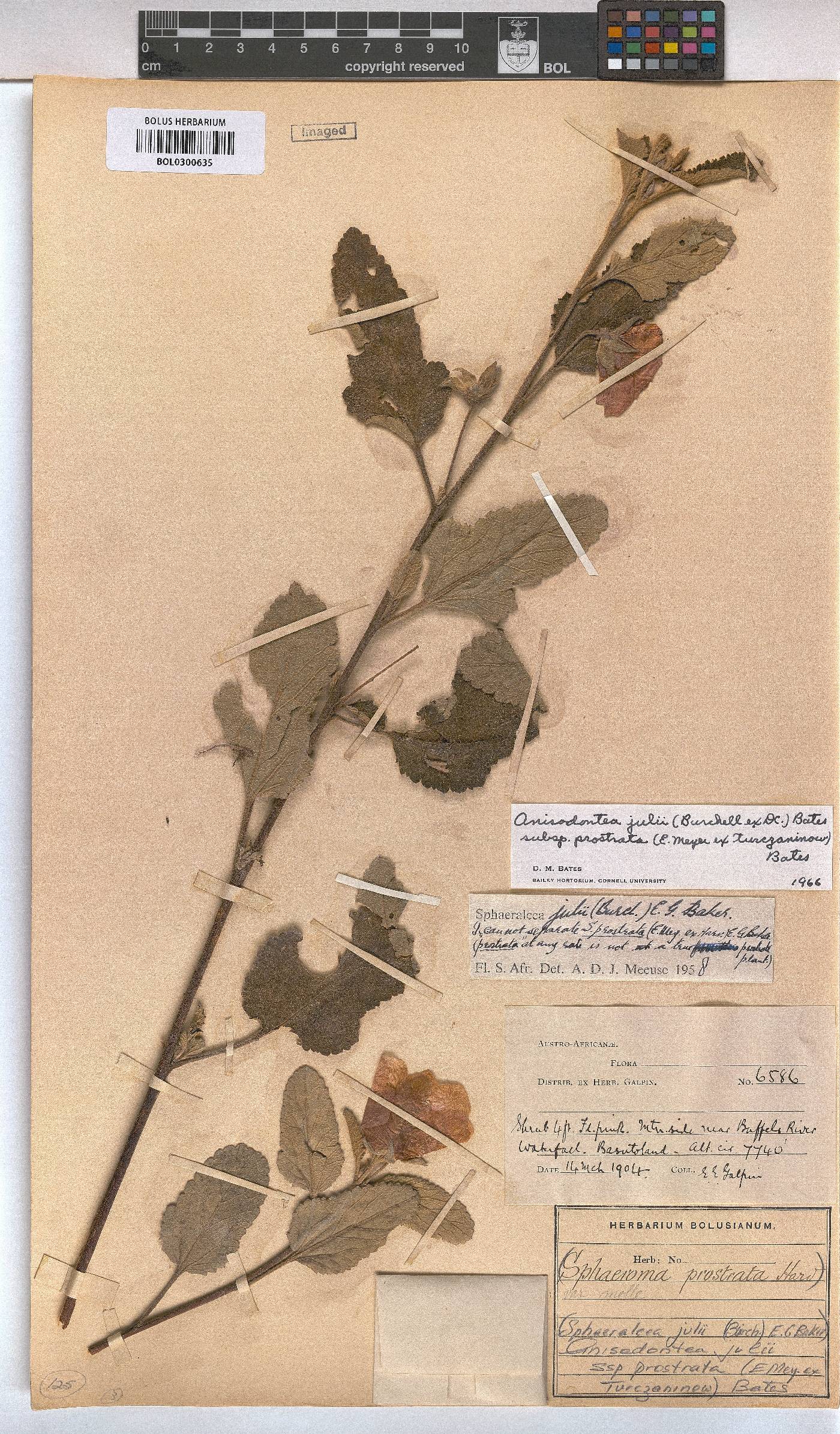 Anisodontea julii subsp. prostrata image