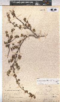 Image of Anisodontea biflora