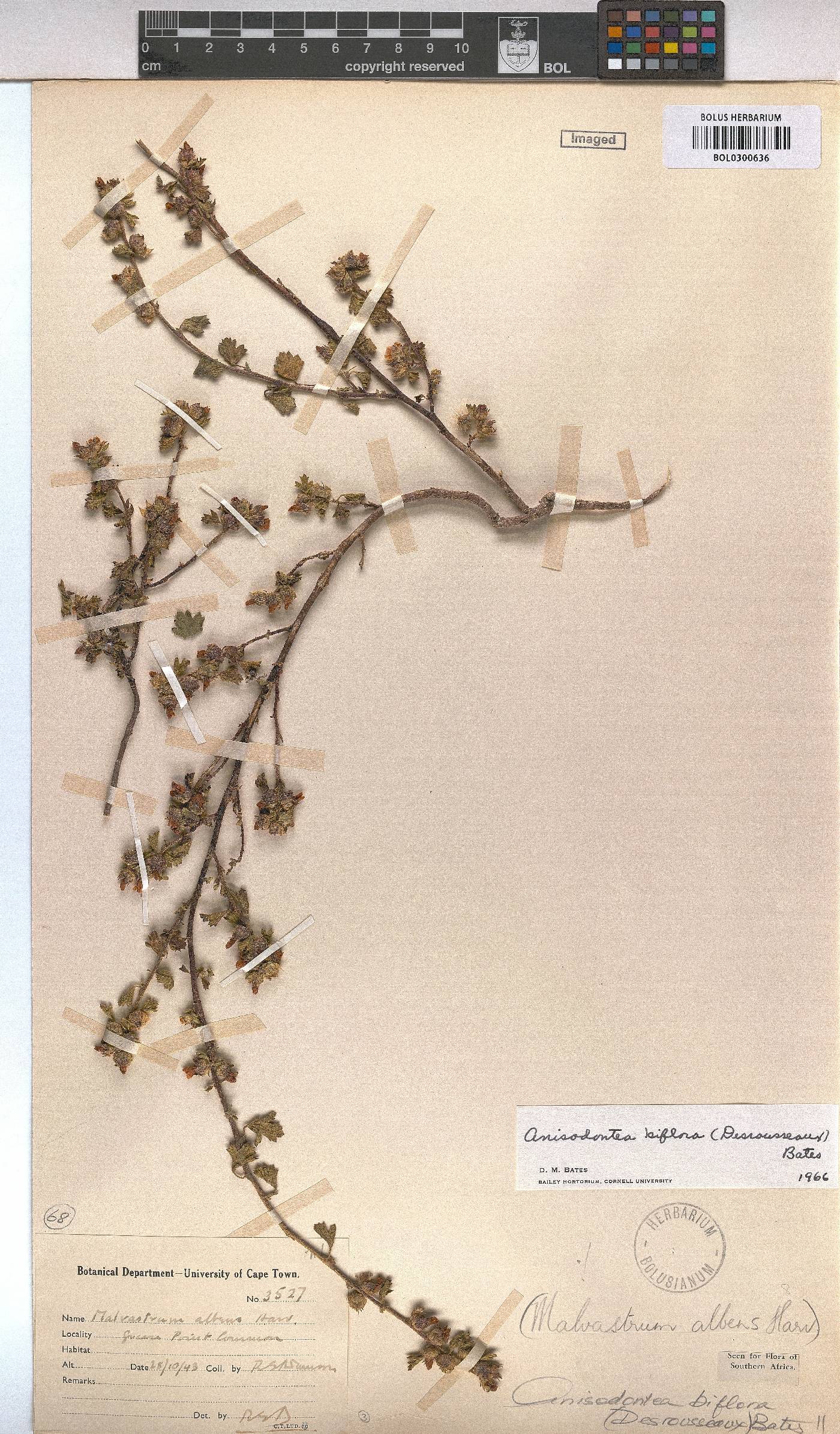 Anisodontea biflora image