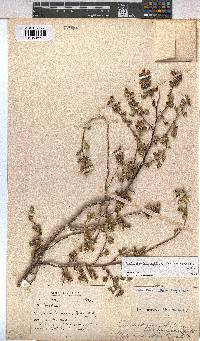 Anisodontea biflora image