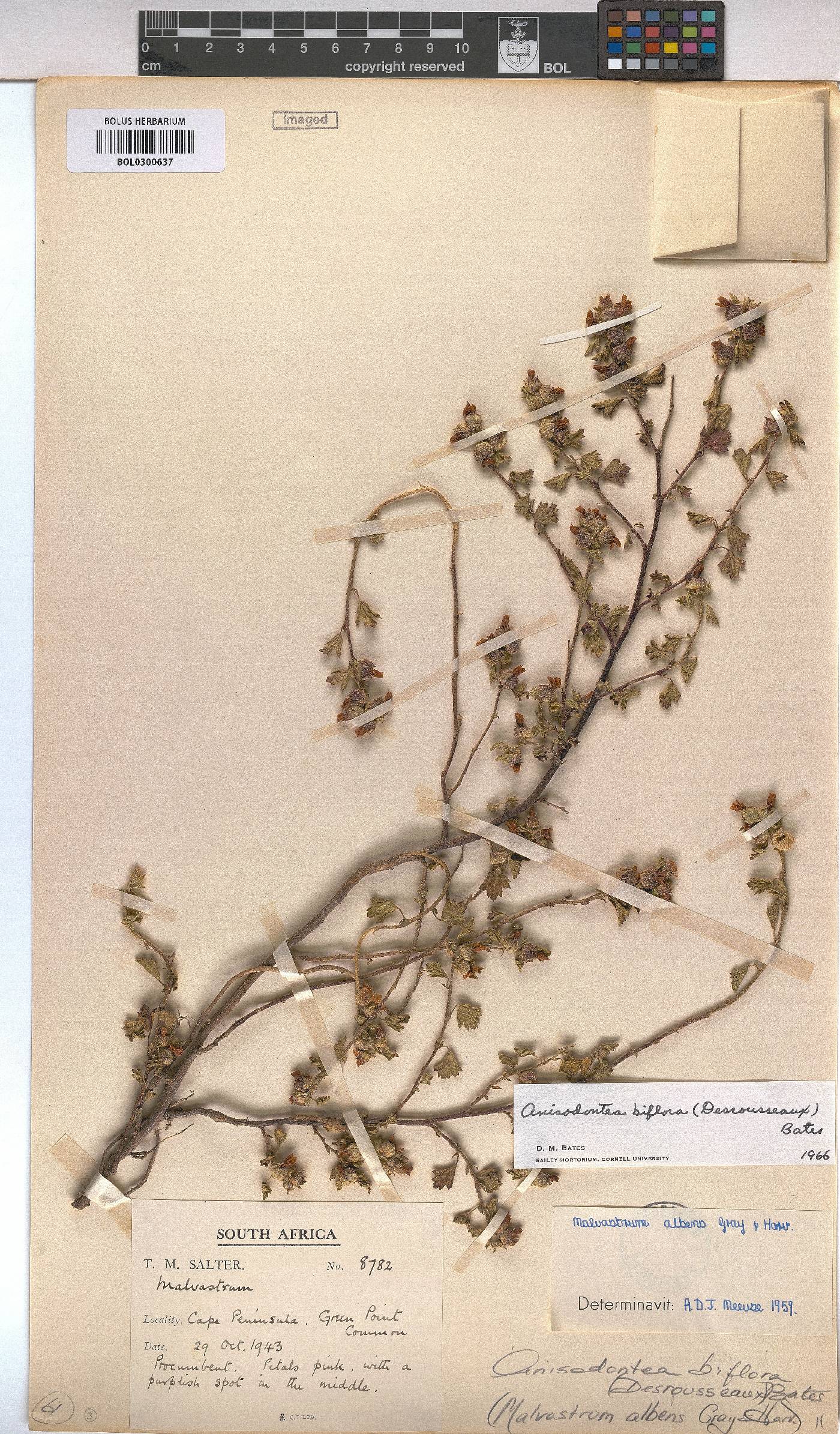 Anisodontea biflora image