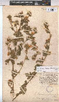 Anisodontea biflora image