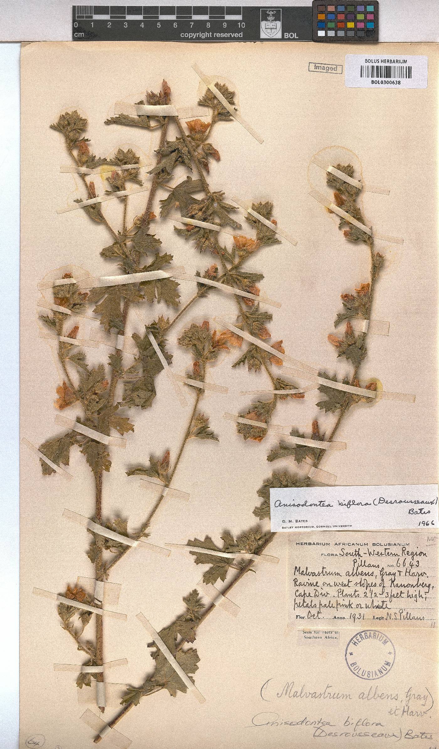 Anisodontea biflora image
