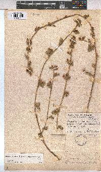 Anisodontea biflora image