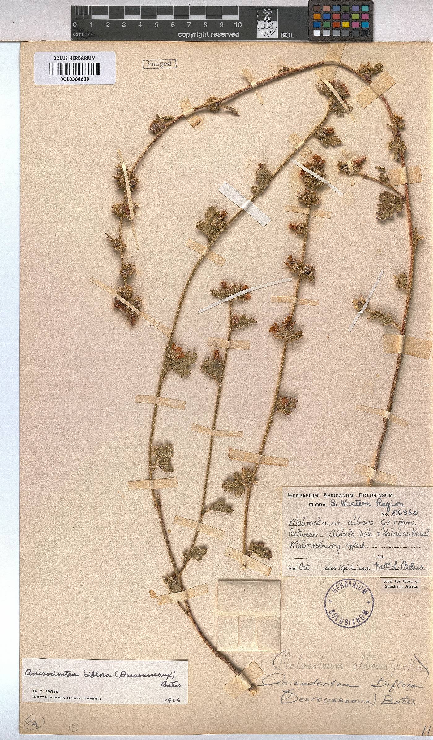 Anisodontea biflora image