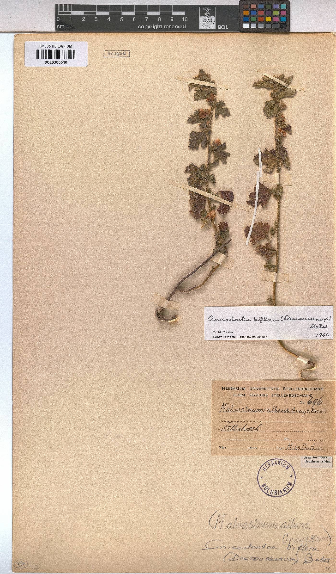 Anisodontea biflora image