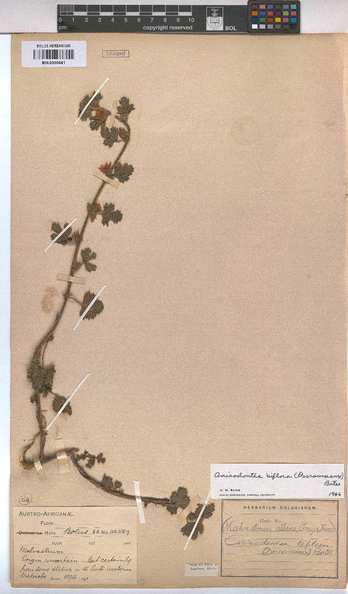 Anisodontea biflora image