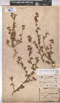 Anisodontea biflora image