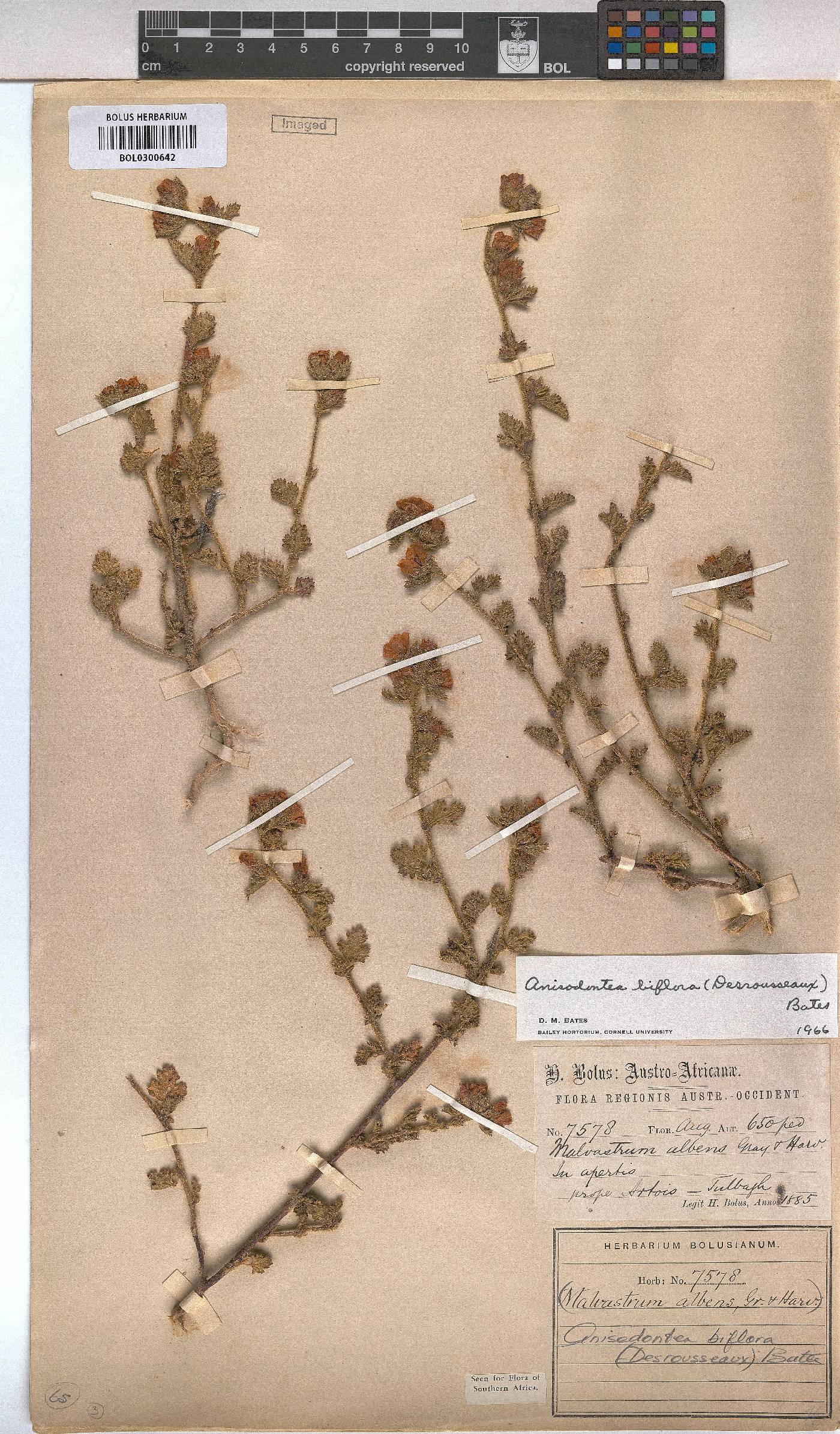 Anisodontea biflora image