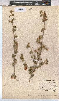 Anisodontea biflora image