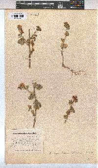 Anisodontea biflora image