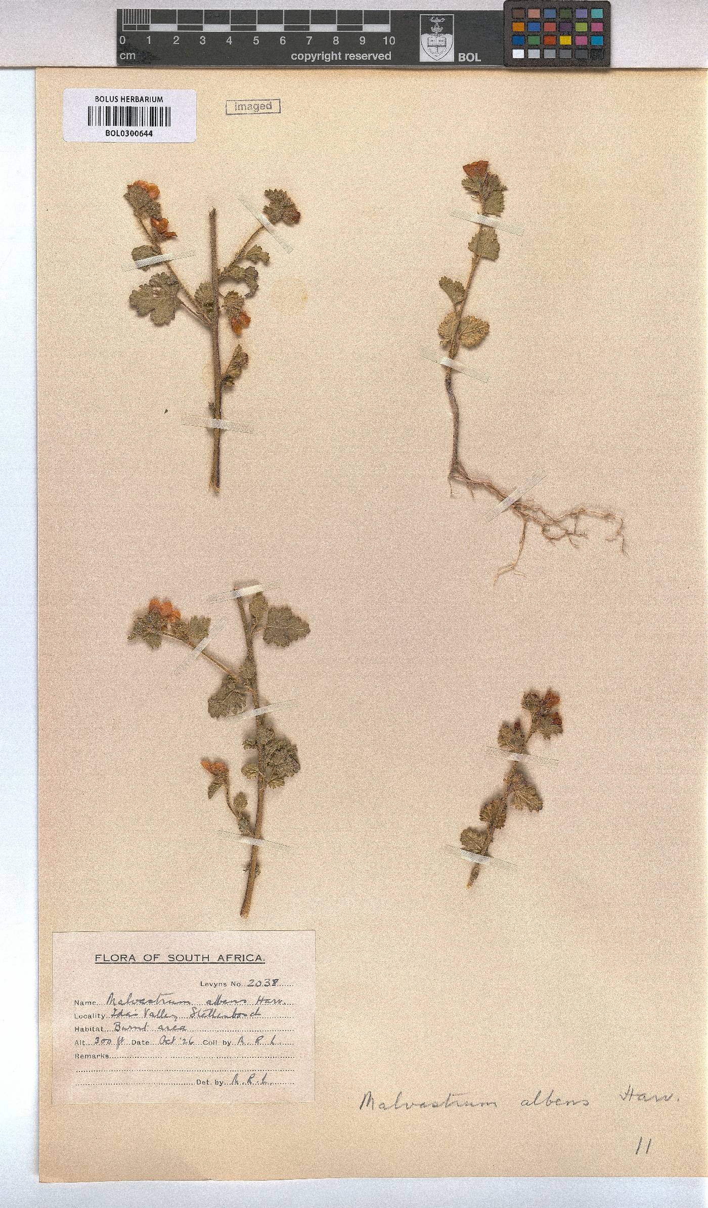 Anisodontea biflora image